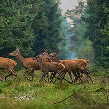 Deer-15