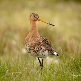 Limosa_Limosa_2k