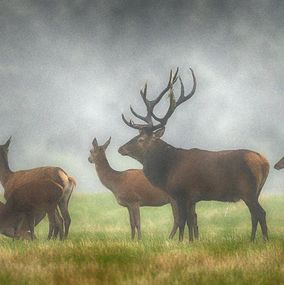 Deer 30