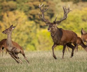 Deer 28