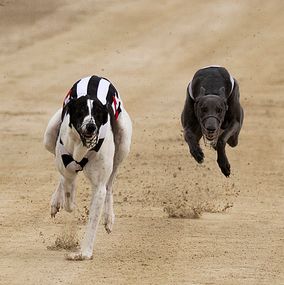 Greyhound_10a