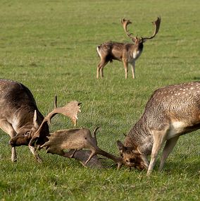 Deer_27f