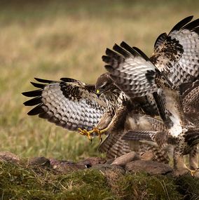 Buzzard_3