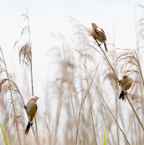 Bearded Tit 6