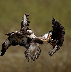 Buzzard_7