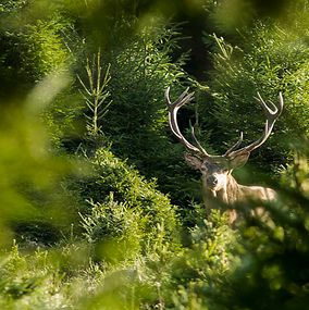 Deer 13