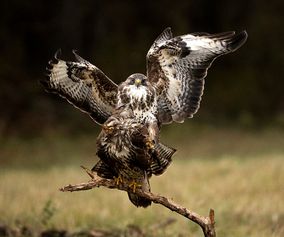 Buzzard 9 - dommerdiplom