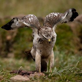Buzzard_10