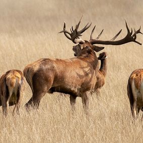 Deer_19