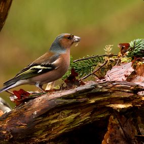 Chaffinch 2