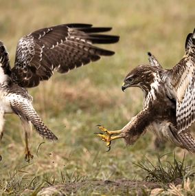 Buzzard 1