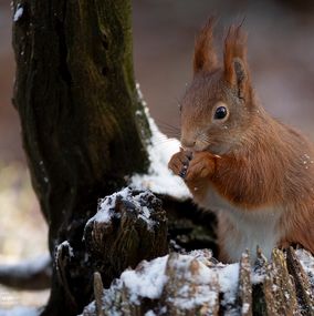 Squirrel_12
