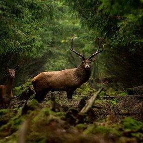 Deer-5