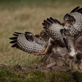 Buzzard_3g