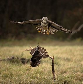 Buzzard 4